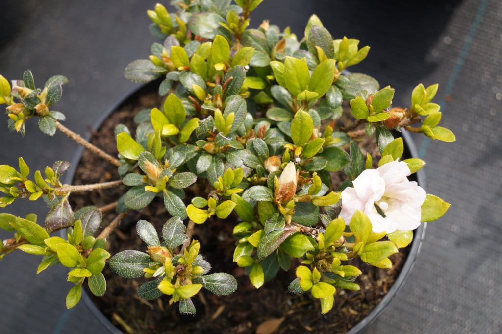 Japanische Azalee 'Scotian Rosebud' • Rhododendron obtusum 'Scotin Rosebud'