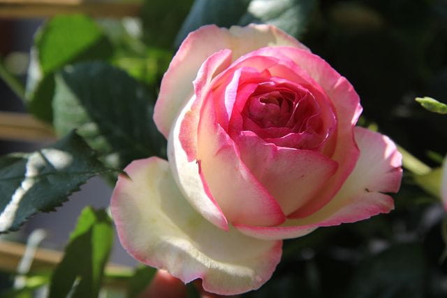 Strauchrose 'Eden Rose 85' • Rosa 'Eden Rose 85' Ansicht 2