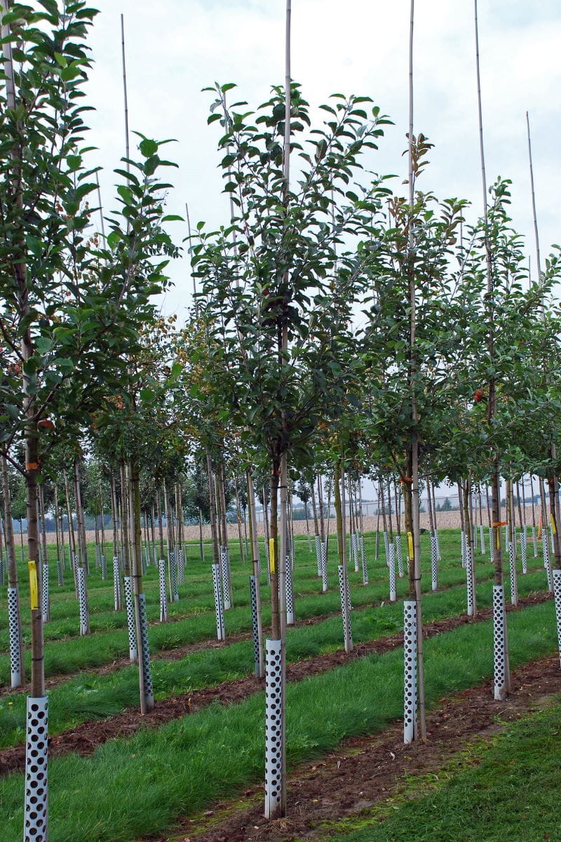 Apfel 'Elstar' • Malus 'Elstar' Containerware Hochstamm, Stammumfang 10-12 cm Ansicht 2