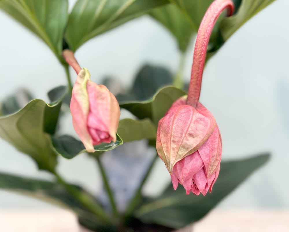 Medinille 'Candy' • Medinilla magnifica Candy Topfdurchmesser 17 cm, 55 cm hoch, 2 Etagen, 4 Knospen Topfware Ansicht 2