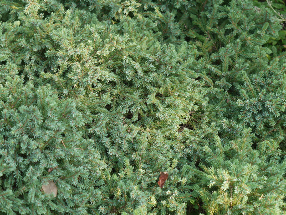 Blaue Igelfichte 'Echiniformis' • Picea glauca 'Echiniformis' Ansicht 5