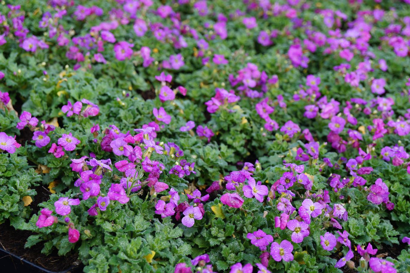 Dalmatiner Polster Glockenblume • Campanula portenschlagiana