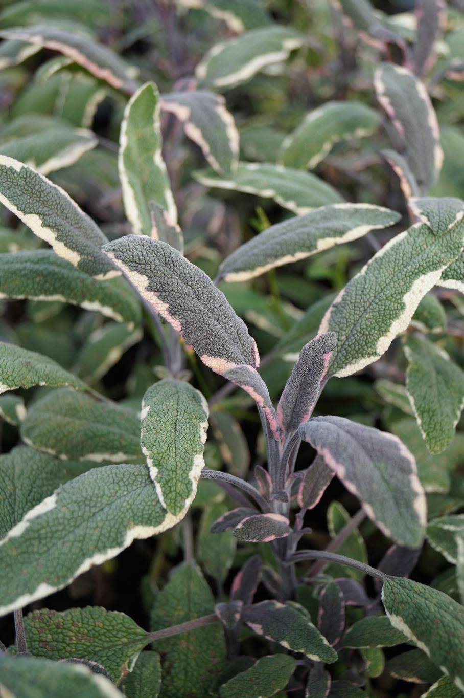 Garten-Salbei Tricolor • Salvia officinalis Tricolor Ansicht 9