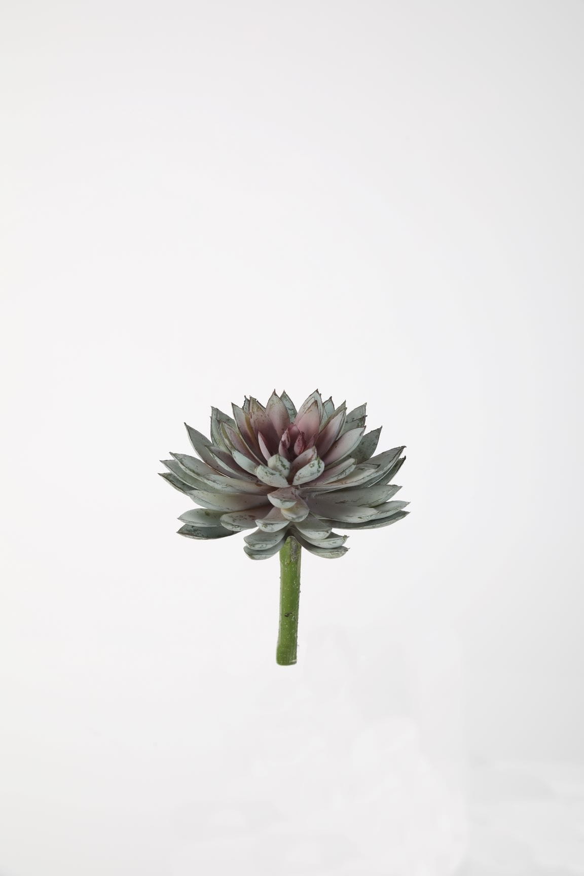 Colours & Green Seidenblume Sukkulenten, diverse