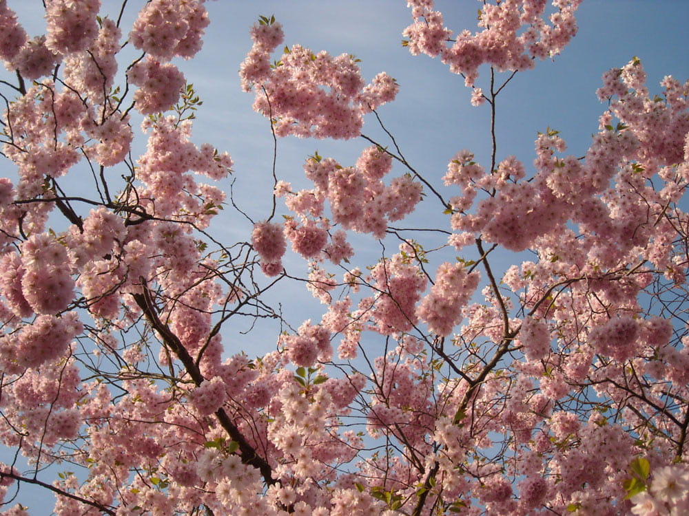 Japanische Blütenkirsche 'Kanzan' • Prunus serrulata 'Kanzan' Ansicht 4