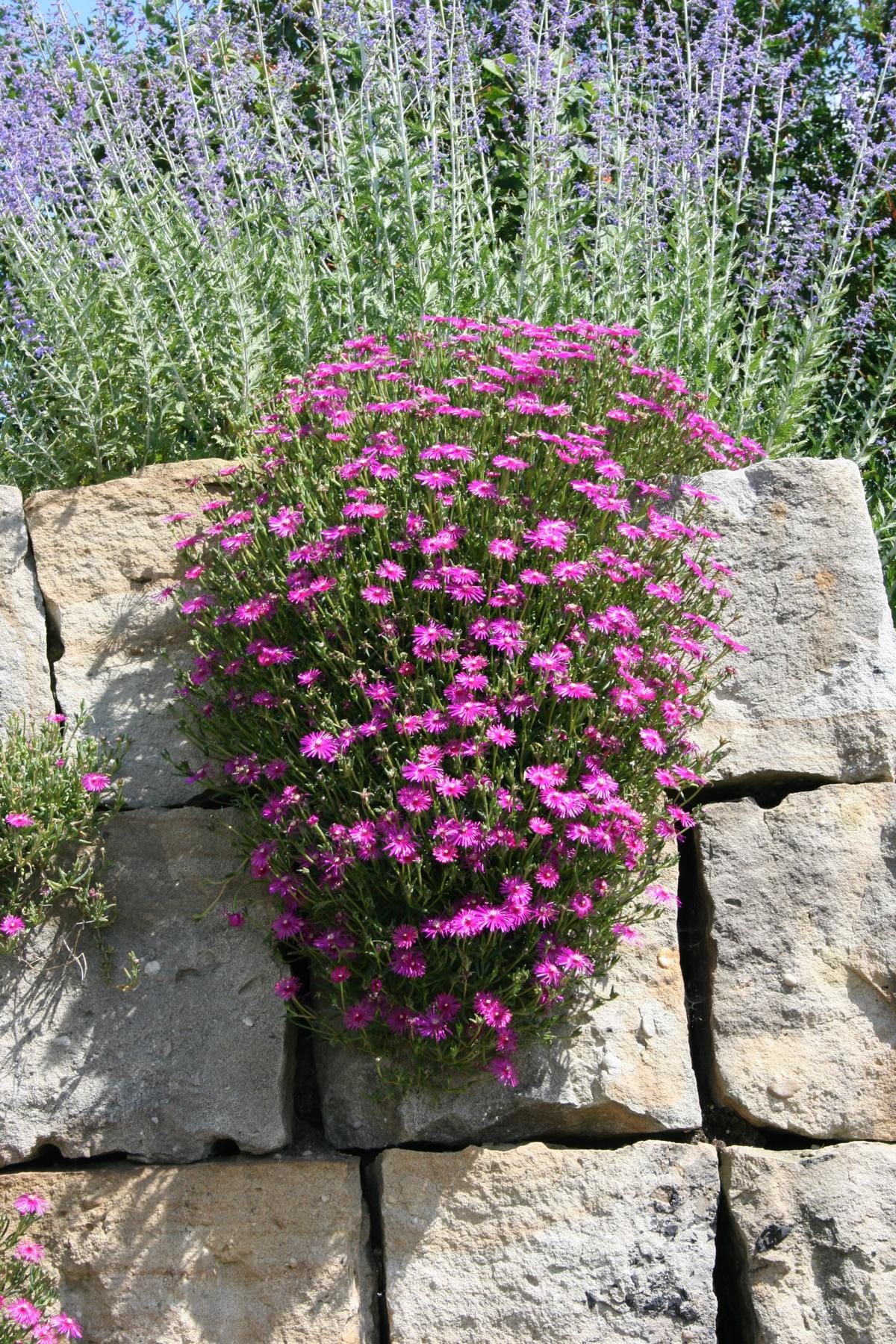 Coopers Mittagsblume kaufen