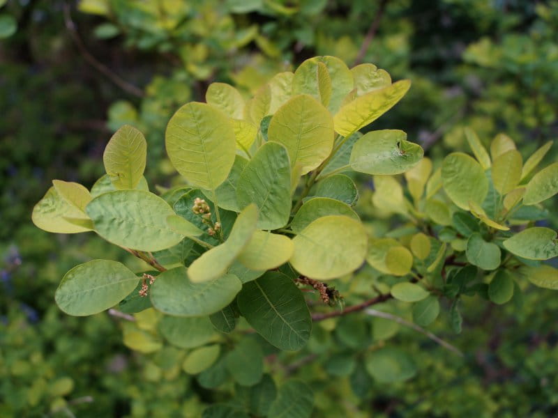 Perückenstrauch • Cotinus coggygria