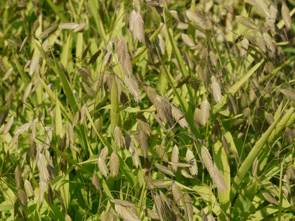 Plattährengras • Chasmanthium latifolium Ansicht 2