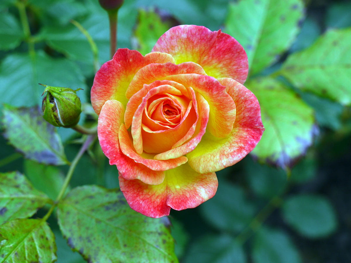 Beetrose 'Gartenspaß' • Rosa 'Gartenspaß'