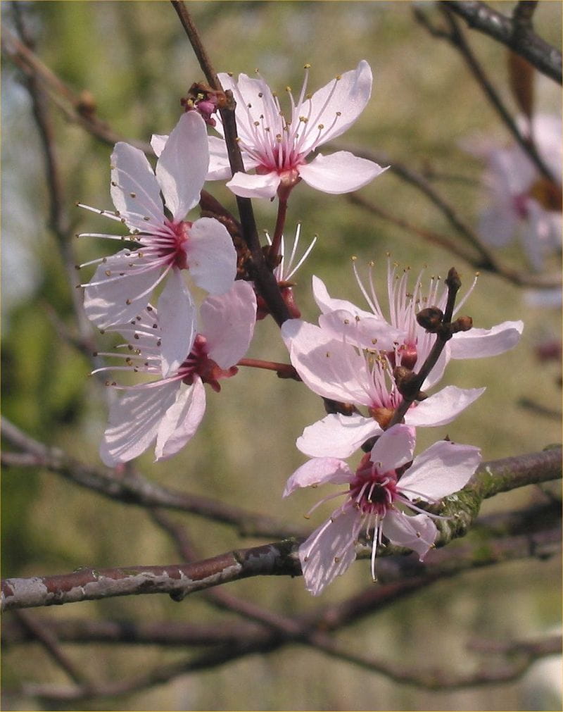 Blutpflaume • Prunus cerasifera Nigra Ansicht 8