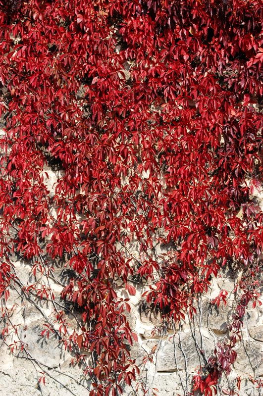 Wilder Wein 'Engelmannii' • Parthenocissus quinquefolia 'Engelmanii' Ansicht 1