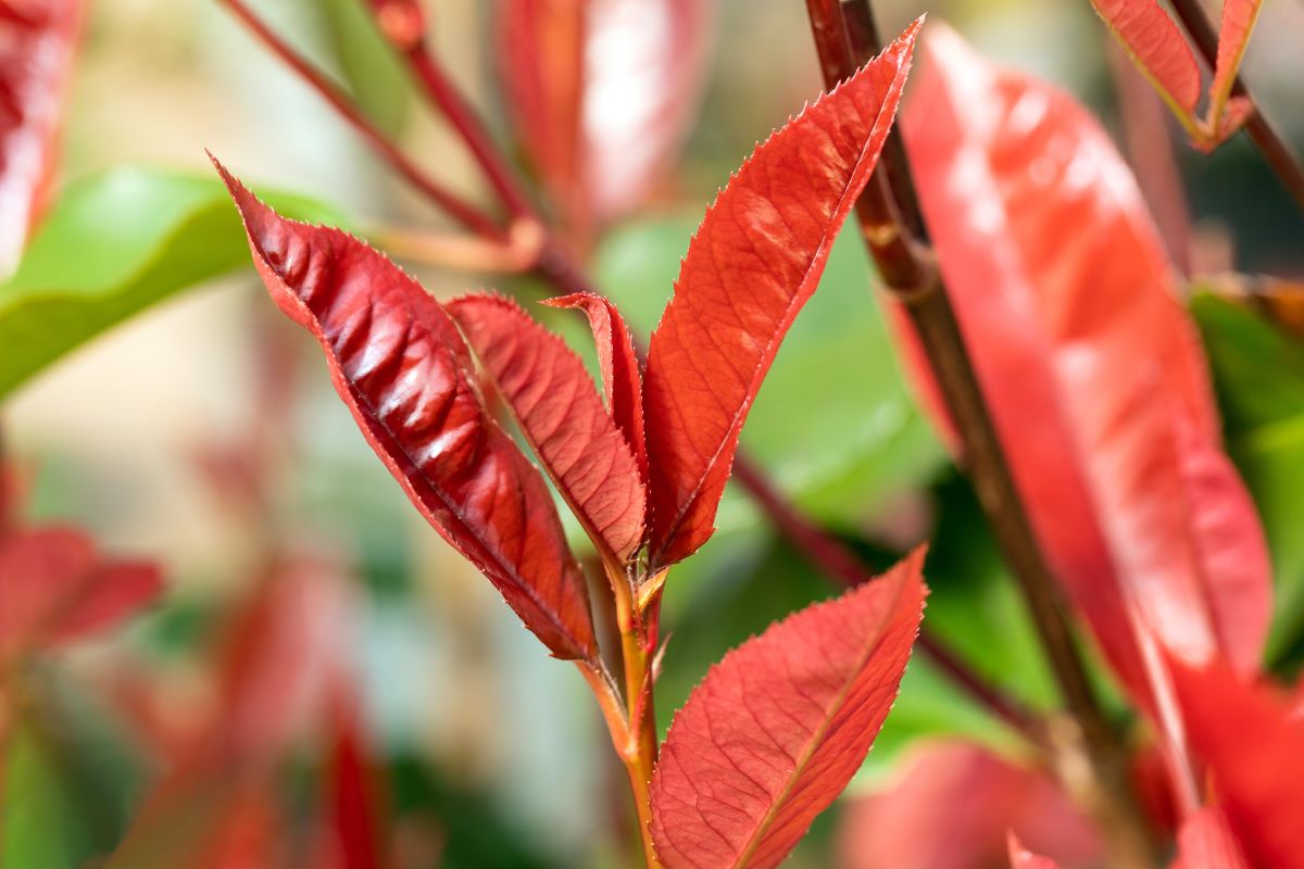 Glanzmispel 'Red Select' • Photinia fraseri 'Red Select' Ansicht 1