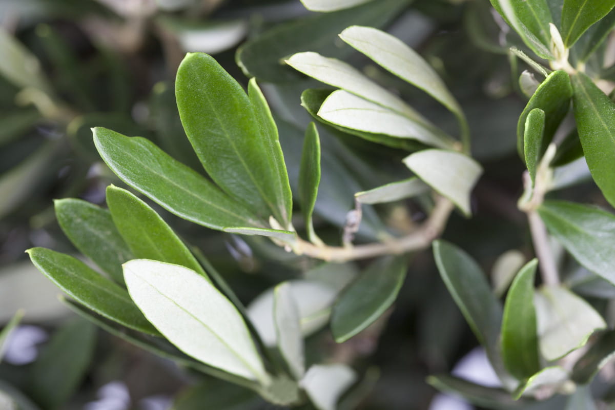Olivenbaum Olive • Olea Europaea Ansicht 4