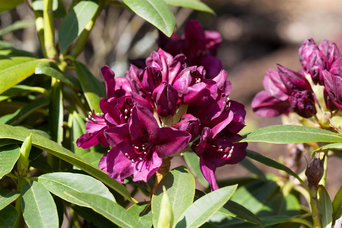 Rhododendron 'Polarnacht' • Rhododendron Hybride 'Polarnacht'