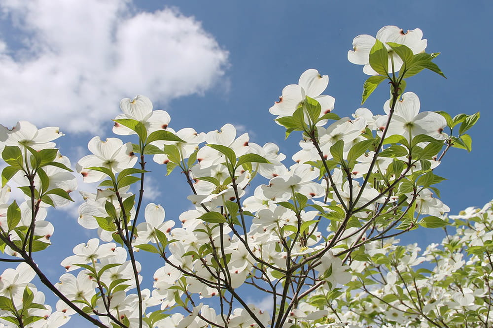 Amerikanischer Blumen-Hartriegel • Cornus florida Ansicht 3