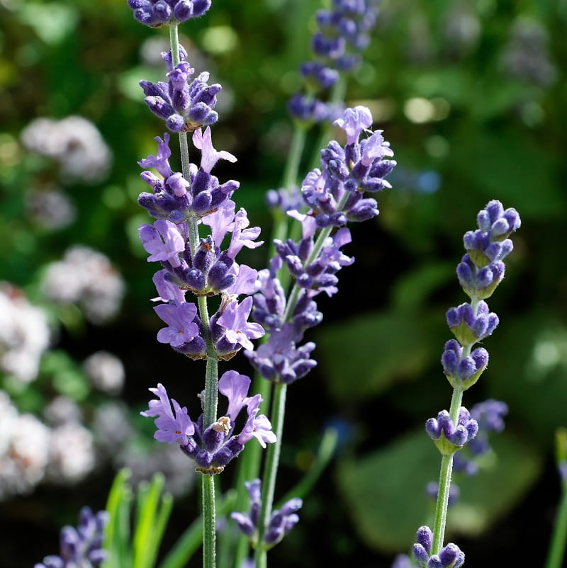 Echter Lavendel • Lavandula angustifolia Ansicht 3