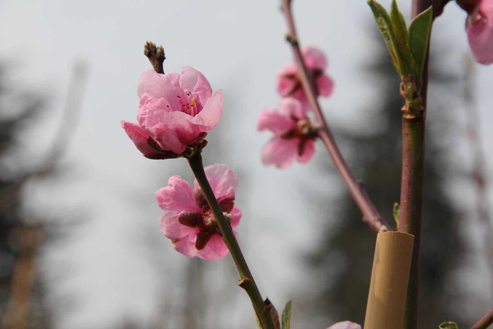 Nektarine Early Sungrand • Prunus nuc. Early Sungrand Ansicht 4 Nektarine Early Sungrand • Prunus nuc. Early Sungrand Ansicht 4