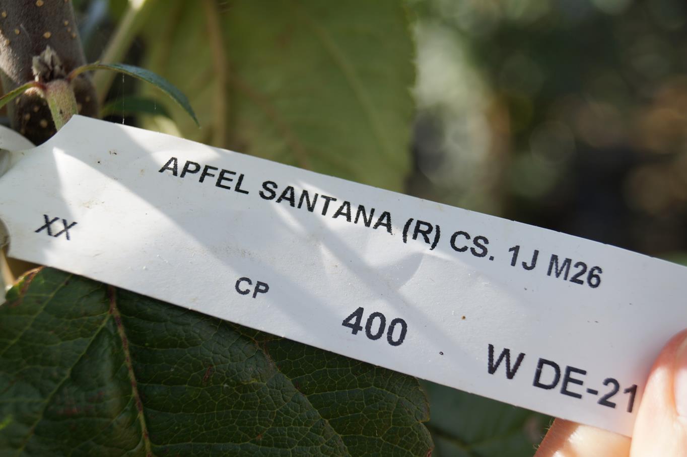Apfel 'Santana' • Malus 'Santana' Containerware Halbstamm Ansicht 4