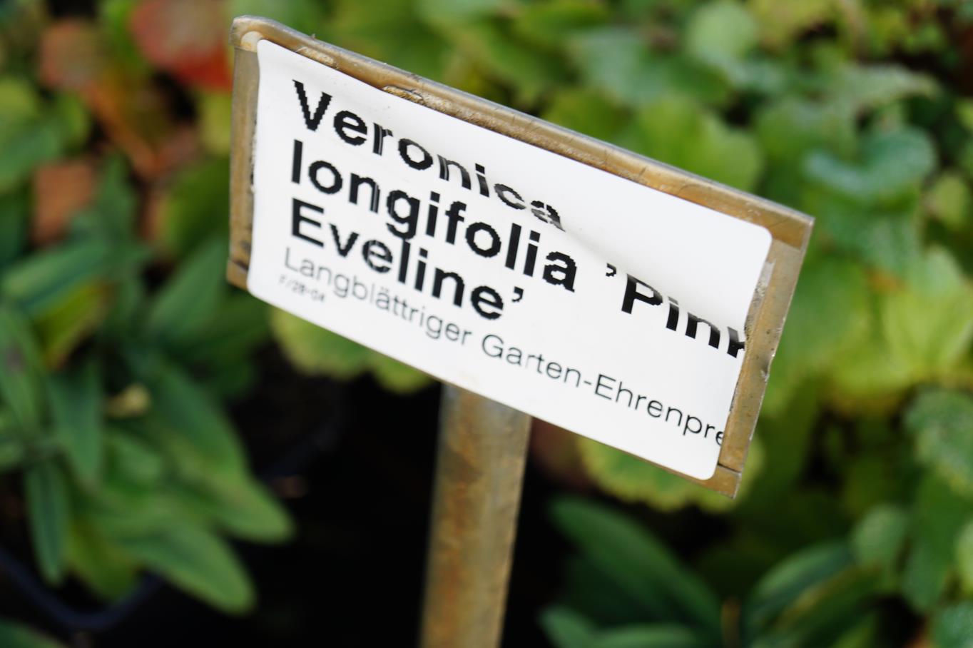 Langblättriger Ehrenpreis 'Pink Eveline' • Veronica longifolia 'Pink Eveline'