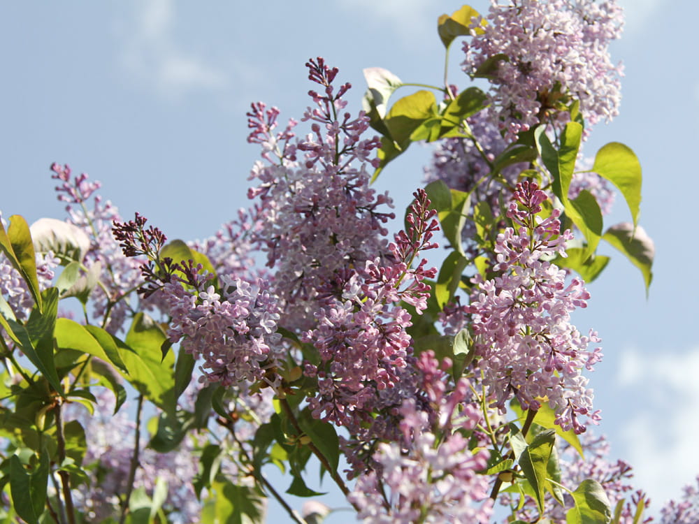 Edelflieder 'Michel Buchner' • Syringa vulg. 'Michel Buchner'