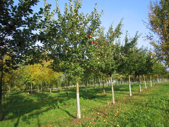 Apfel 'Roter Winterkalvill' • Malus 'Roter Winterkalvill' Ansicht 4