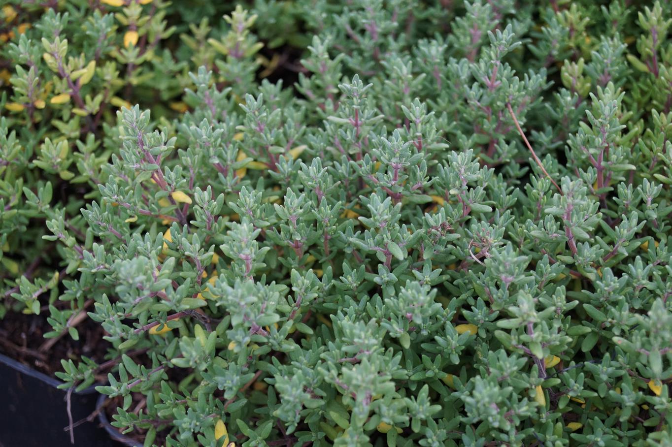 Thymian 'Compactus' • Thymus vulgaris 'Compactus' Ansicht 2