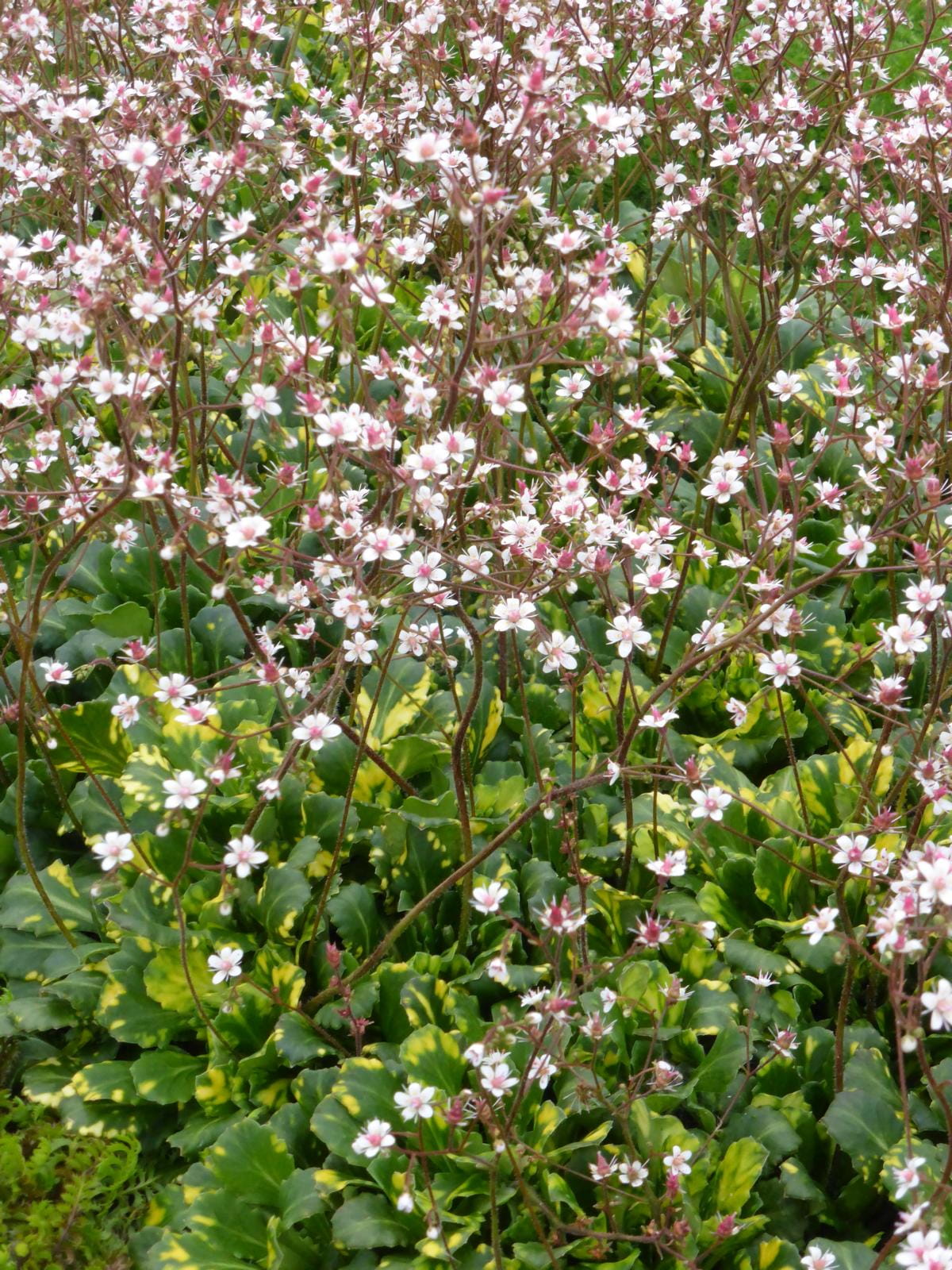 Bastard-Porzellanblümchen 'Aureopunctata' • Saxifraga x urbium 'Aureopunctata'