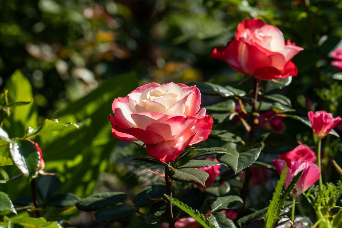 Beetrose 'Jubilee du Prince de Monaco' • Rosa 'Jubilee du Prince de Monaco' Ansicht 3