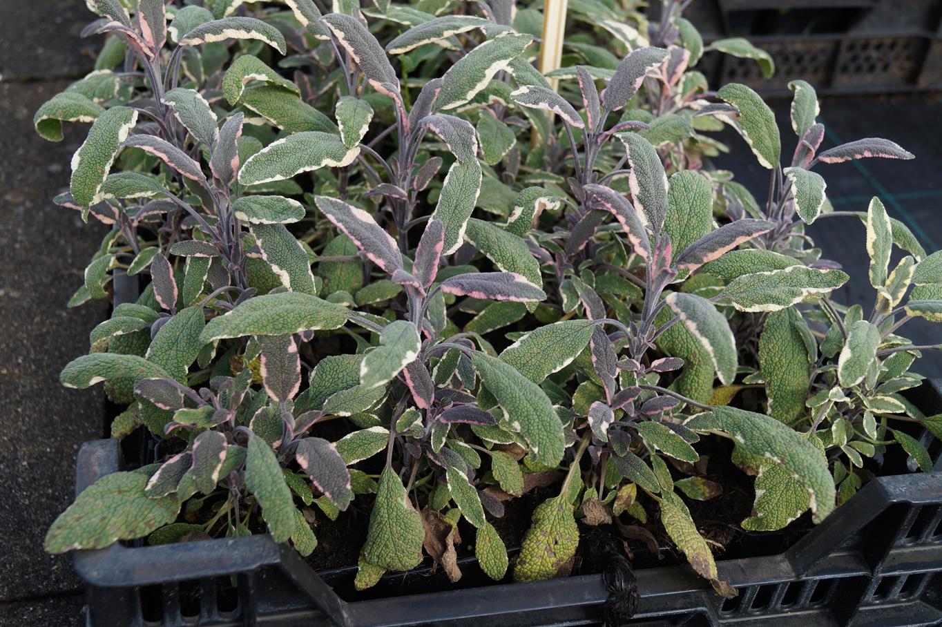 Garten-Salbei Tricolor • Salvia officinalis Tricolor Ansicht 10