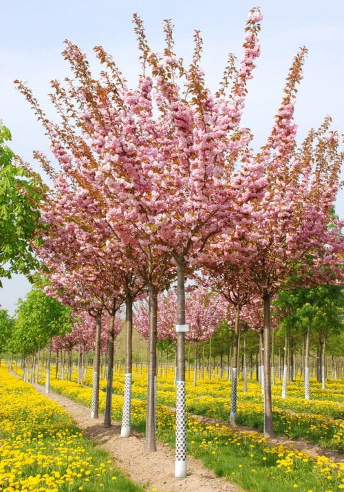 Japanische Blütenkirsche 'Kanzan' • Prunus serrulata 'Kanzan' Ansicht 8