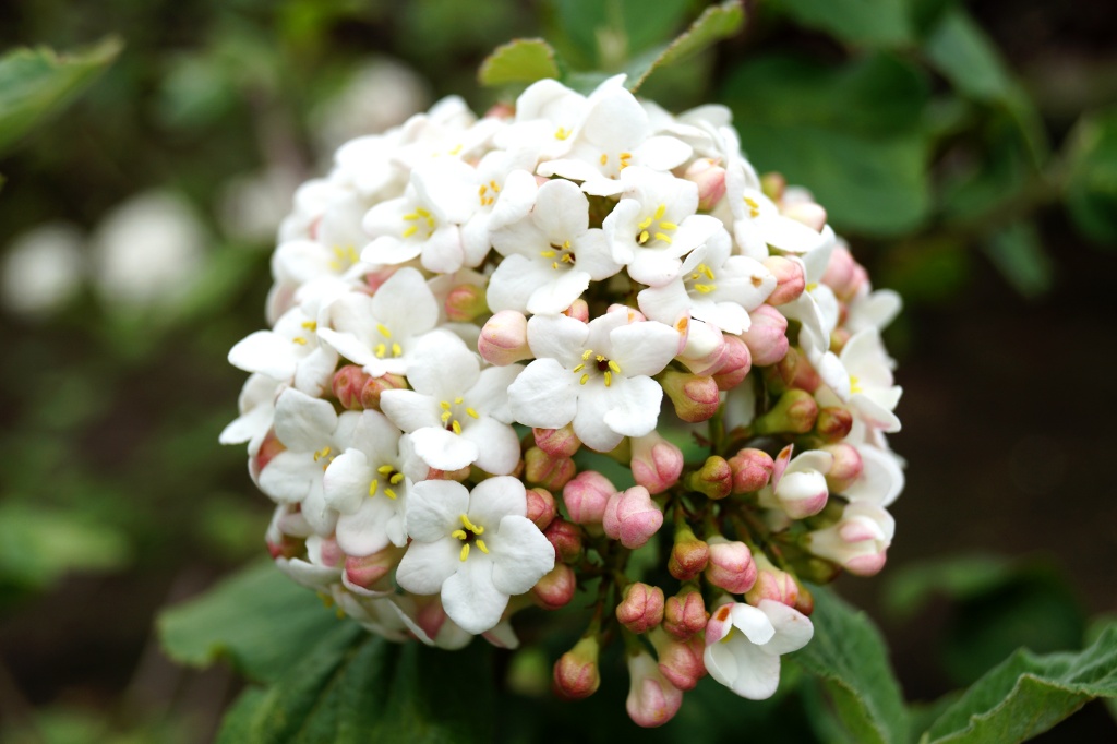 Großblumiger Duft-Schneeball • Viburnum carlcephalum Ansicht 2