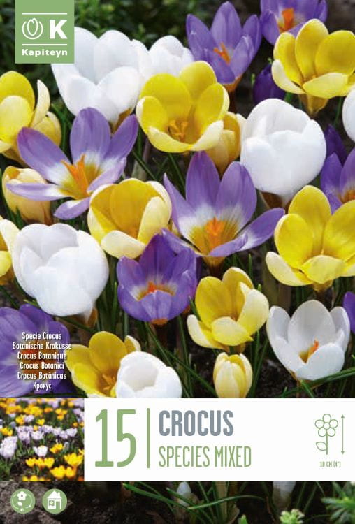 Blumenzwiebel Mix - Crocus botanische Mischung 15er Packung