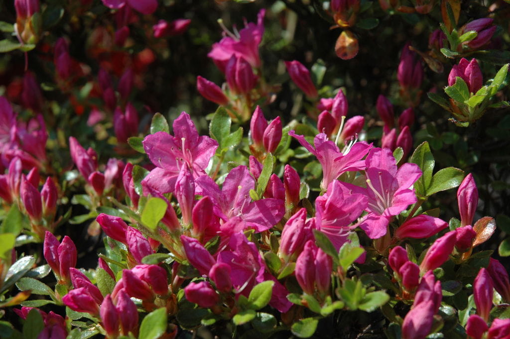 Japanische Azalee 'Diamant Lilapurpur'® • Rhododendron obt. 'Diamant Lilapurpur'® Ansicht 1