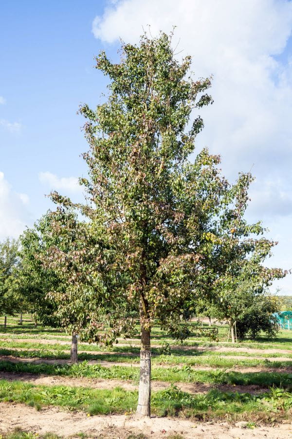 Birne 'Gute Graue' • Pyrus communis 'Gute Graue' Ansicht 2