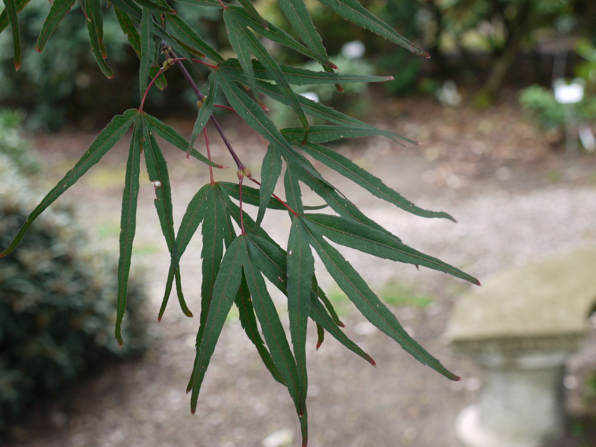 Fächerahorn 'Pung Kil' • Acer palmatum 'Pung Kil'