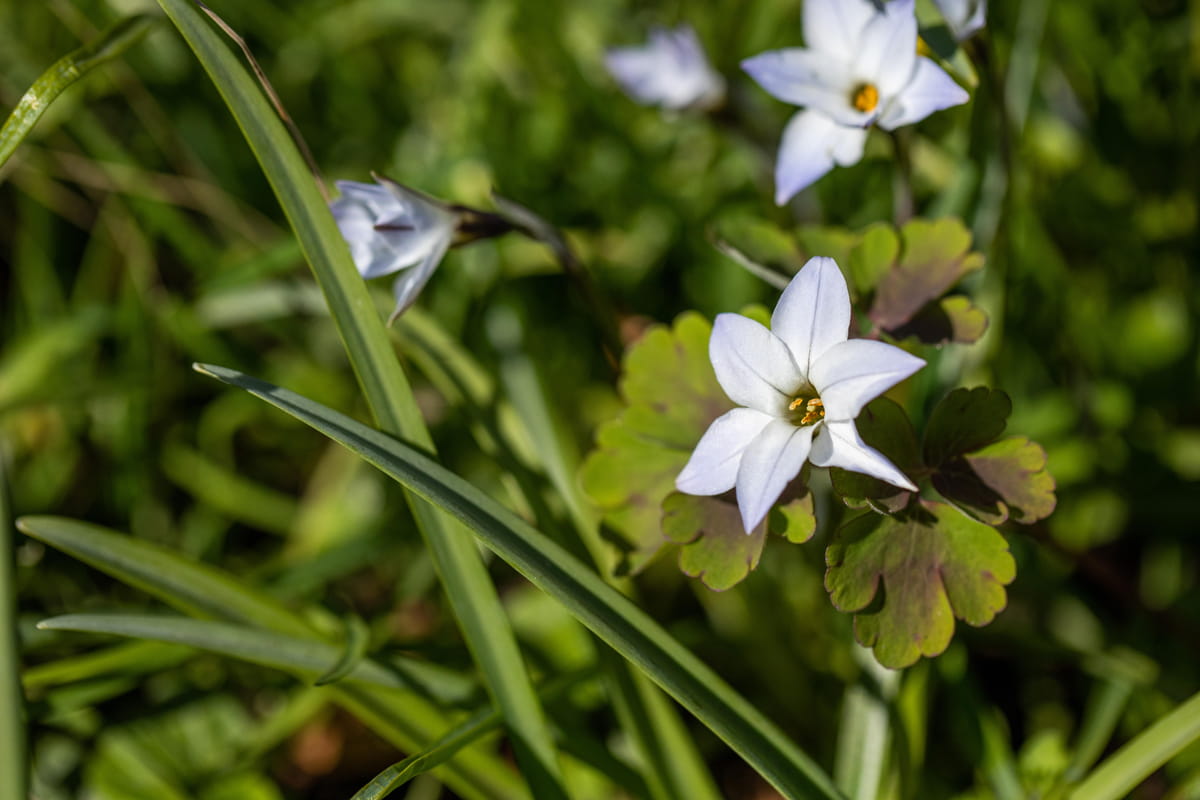 Blumenzwiebel - Ipheion uniflorum 'Alberto Castillo' 15er Packung