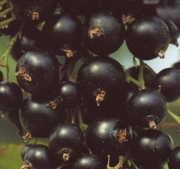 Jostabeere • Ribes x nidigrolaria 'Jostabeere'