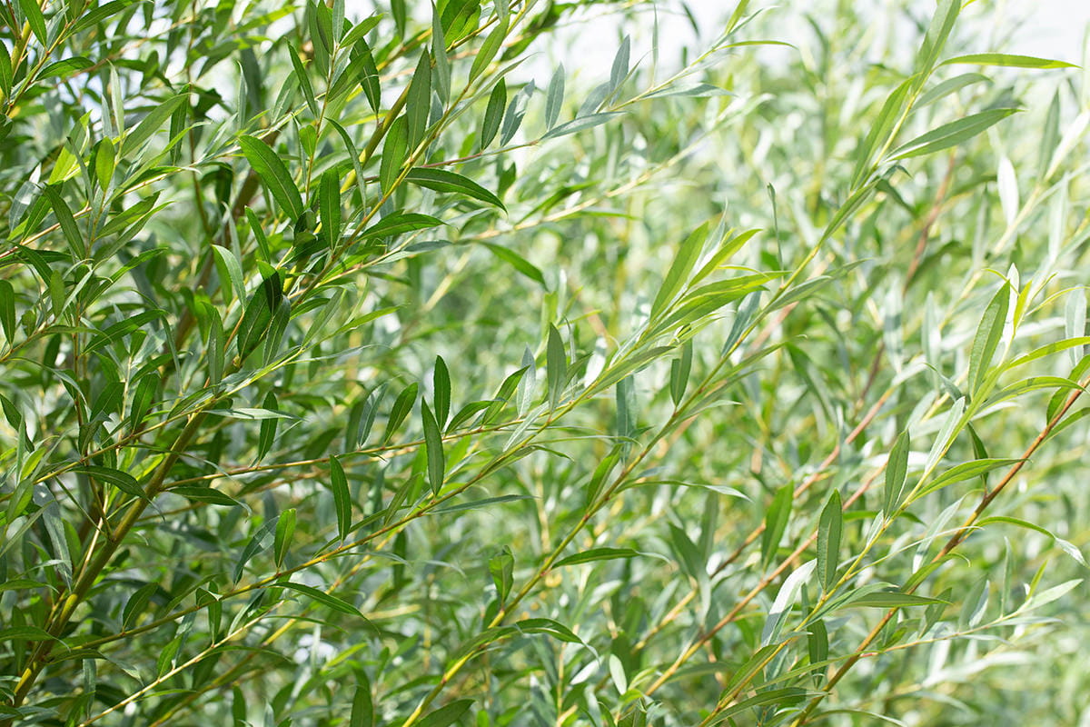Silberweide • Salix alba Ansicht 2