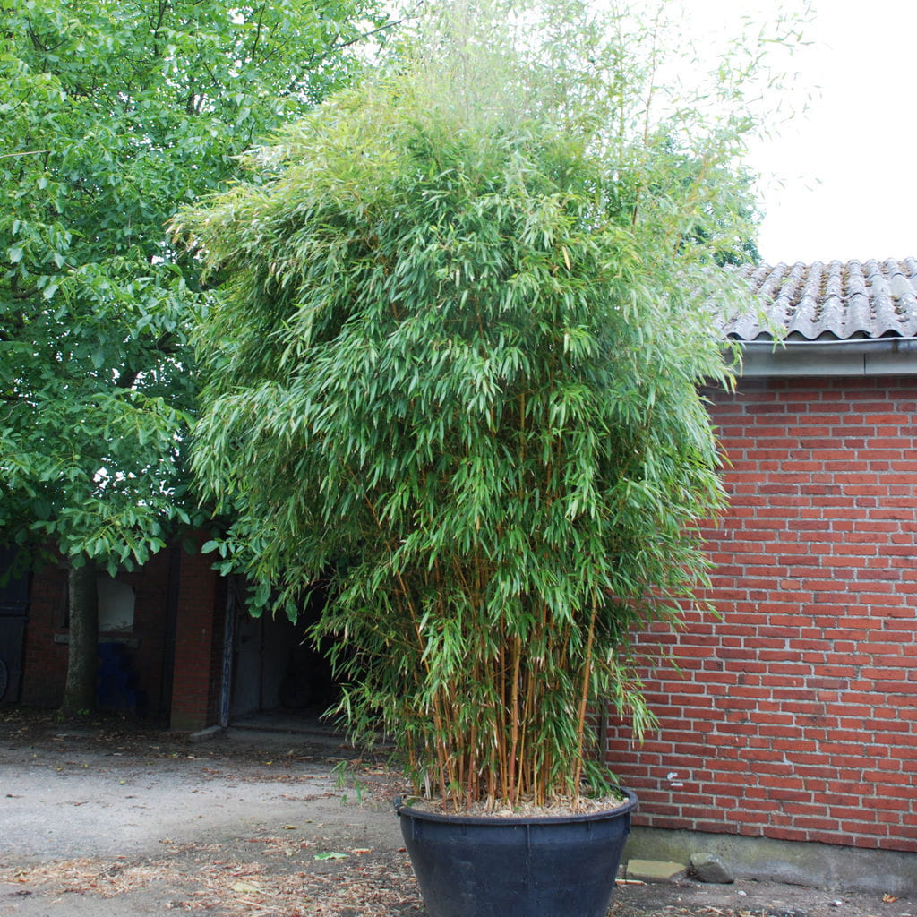 Goldener Peking Bambus • Phyllostachys aureosulcata 'Aureocaulis'