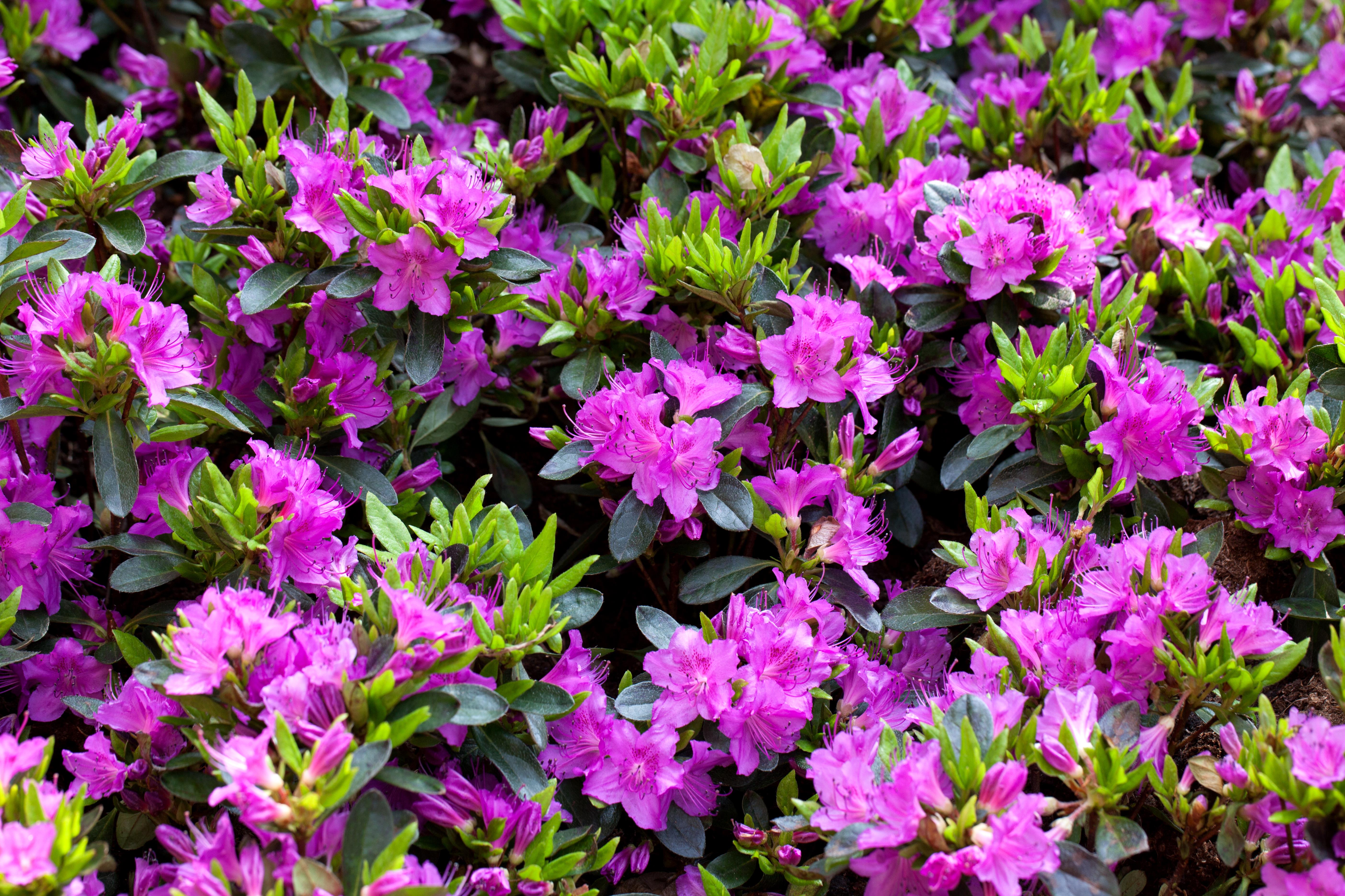 Japanische Azalee 'Königstein' • Rhododendron obtusum 'Königstein' Ansicht 2