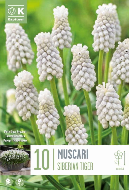 Blumenzwiebel - Muscari armeniacum 'Siberian Tiger' 10er Packung