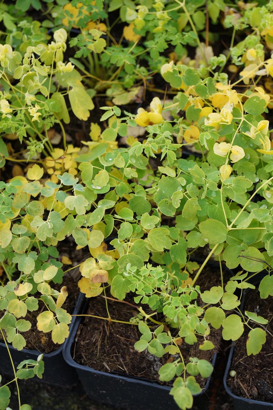 Wiesenraute 'Album' • Thalictrum delavayi 'Album' Ansicht 4