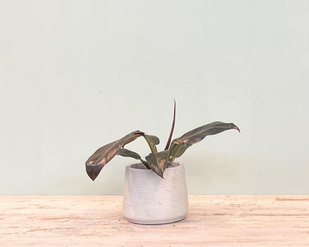 Baumfreund 'Imperial Red' • Philodendron 'Imperial Red' Topfdurchmesser 14 cm, 40 cm hoch Topfware Ansicht 3