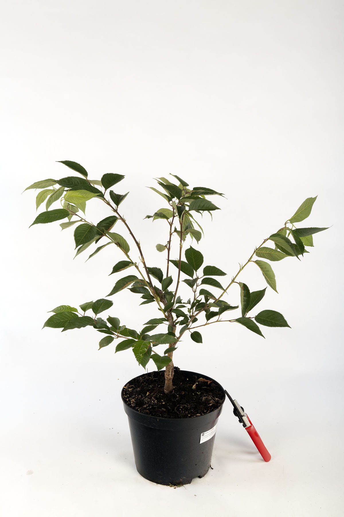 Frühe Zierkirsche 'Accolade' • Prunus 'Accolade' 40-60 cm hoch, Containerware Ansicht 1