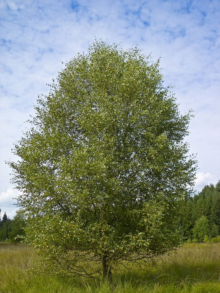 Moorbirke • Betula pubescens Ansicht 1
