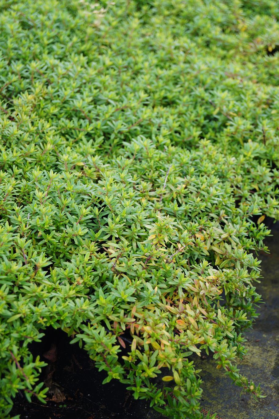 Kaskaden Thymian 'Oderatus' • Thymus longicaulis 'Oderatus'