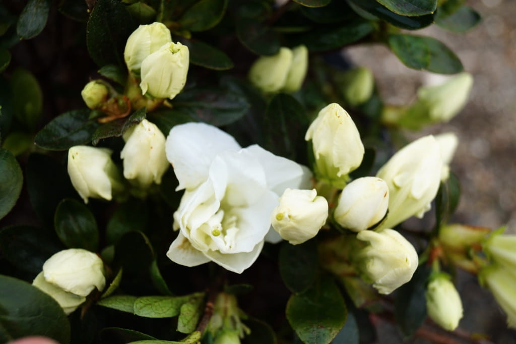 Japanische Azalee 'Eisprinzessin'® • Rhododendron obtusum 'Eisprinzessin'® Ansicht 2