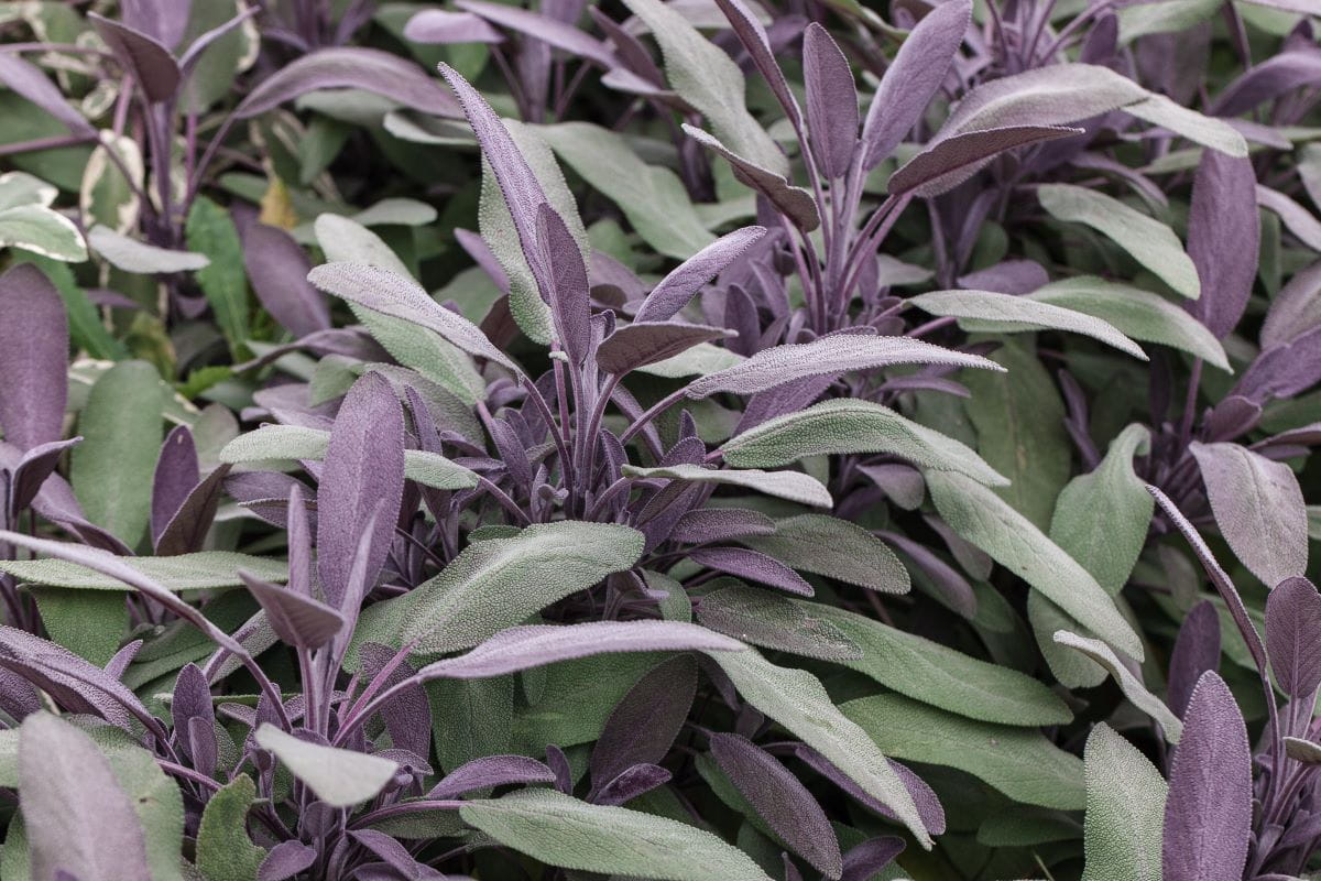 Salbei 'Purpurascens' • Salvia officinalis 'Purpurascens'