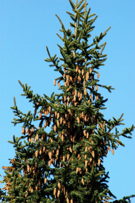 Blaue Stechfichte • Picea pungens 'Glauca' Ansicht 1