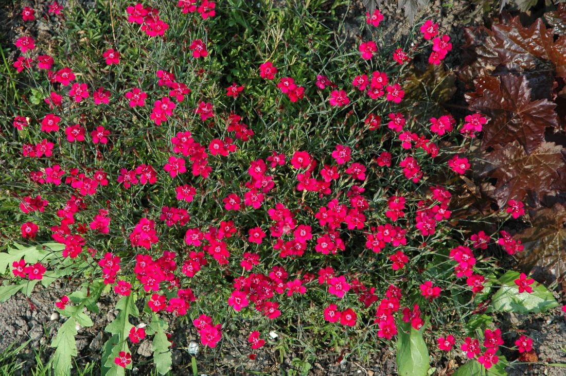 Pfingst-Nelke 'Rubin' • Dianthus gratianopolitanus 'Rubin'